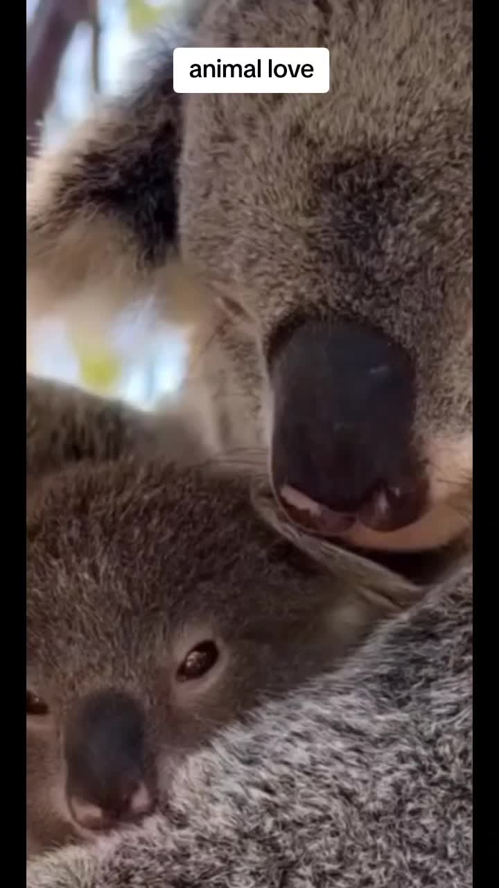 @MA