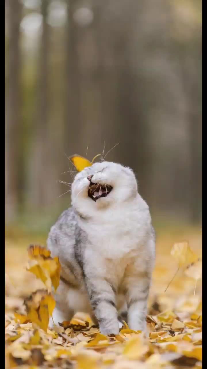 @chat 🐱🐱🐱🐈🐈