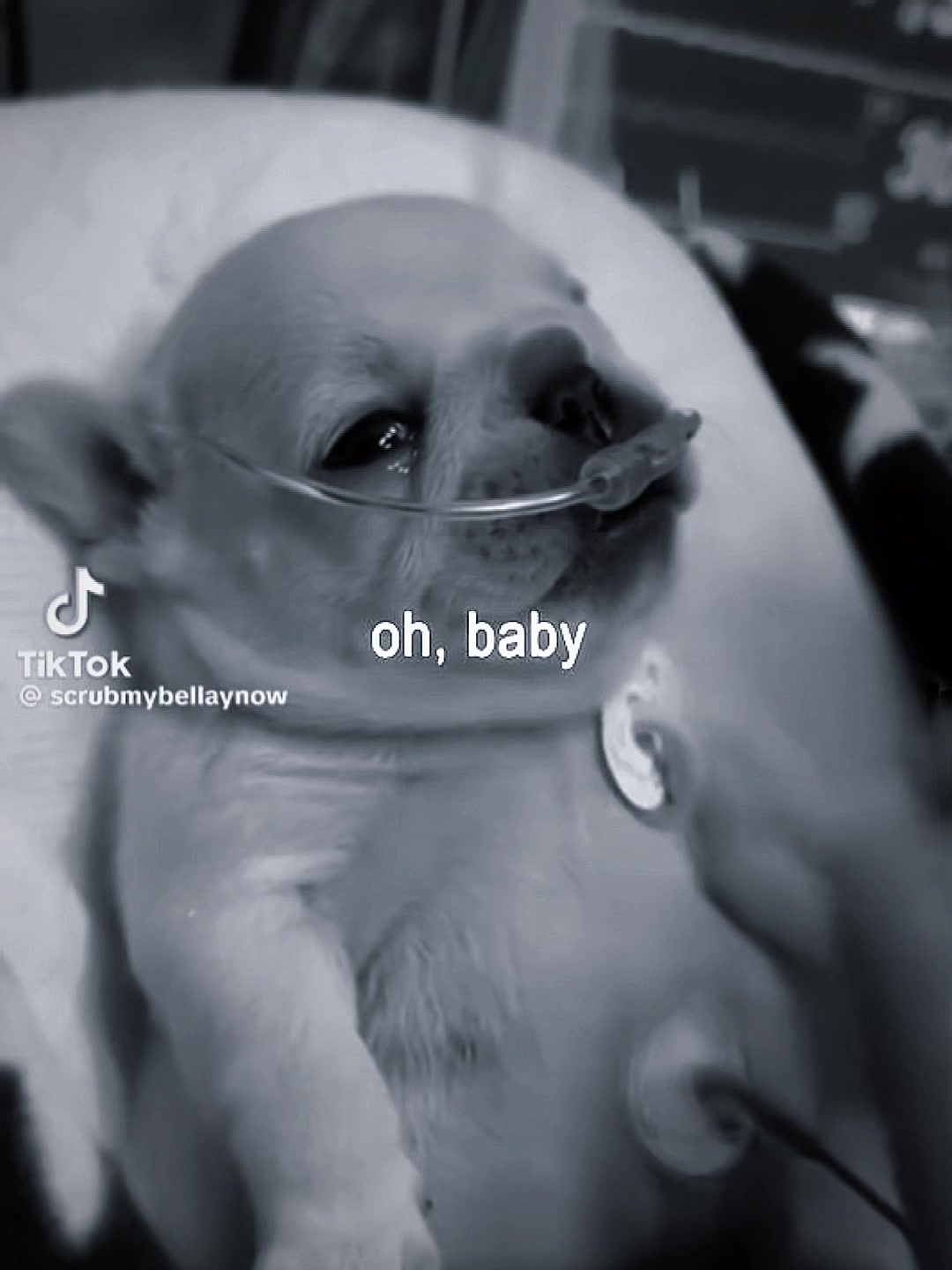 @️Lio(Pibble)