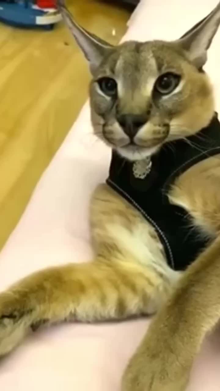 @ItsKitty