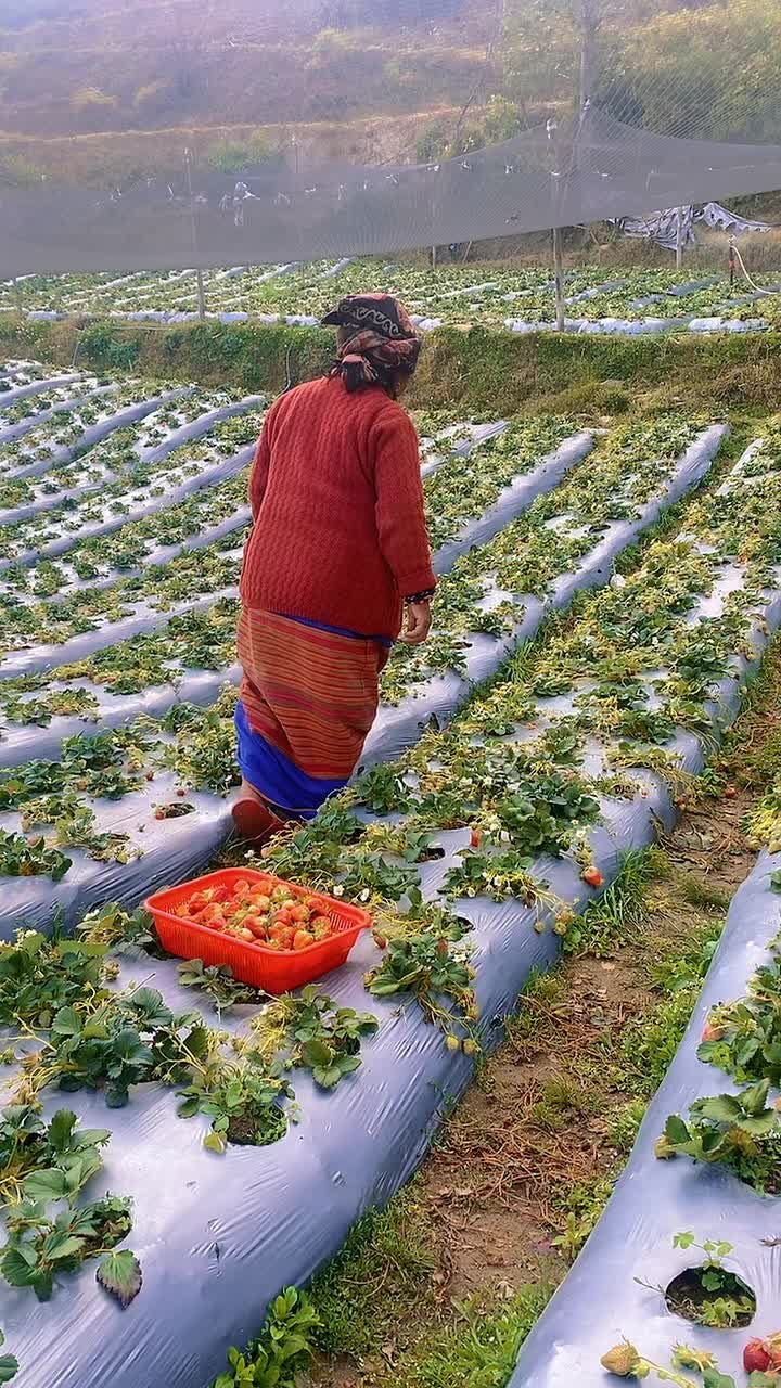 @kakani strawberry 🇳🇵🇳🇵