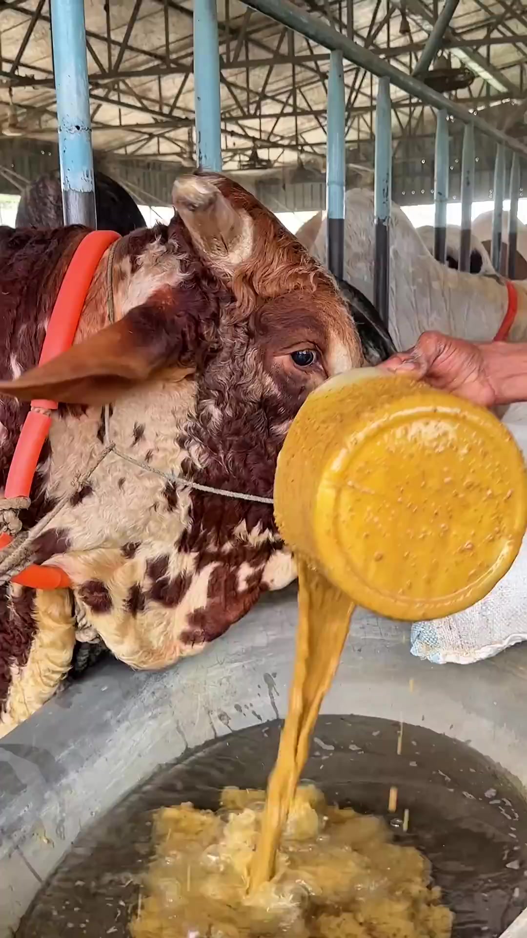 @গরুর ঘর🐄