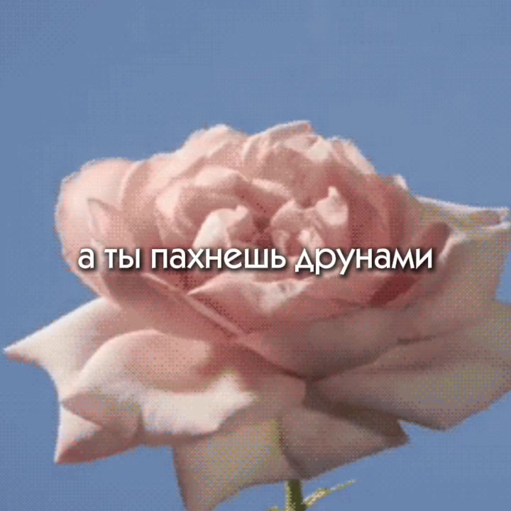 @ТГК: Тимик и его команда 😺