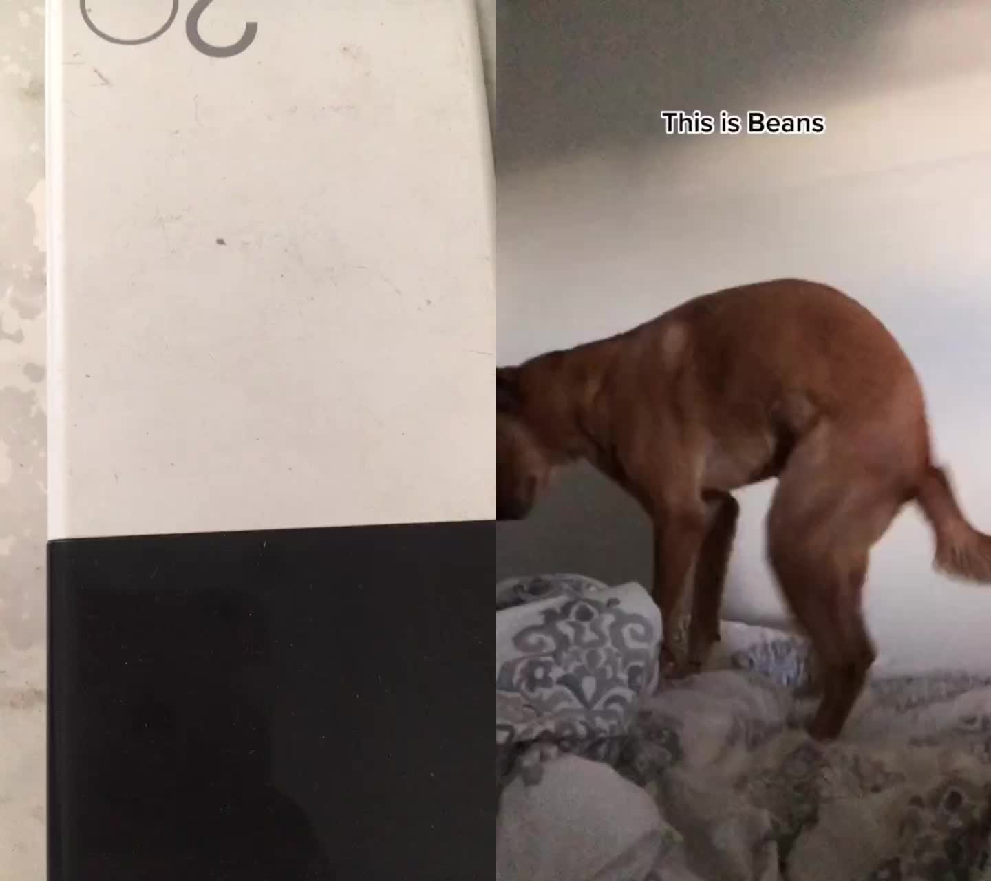 @dogtraining000