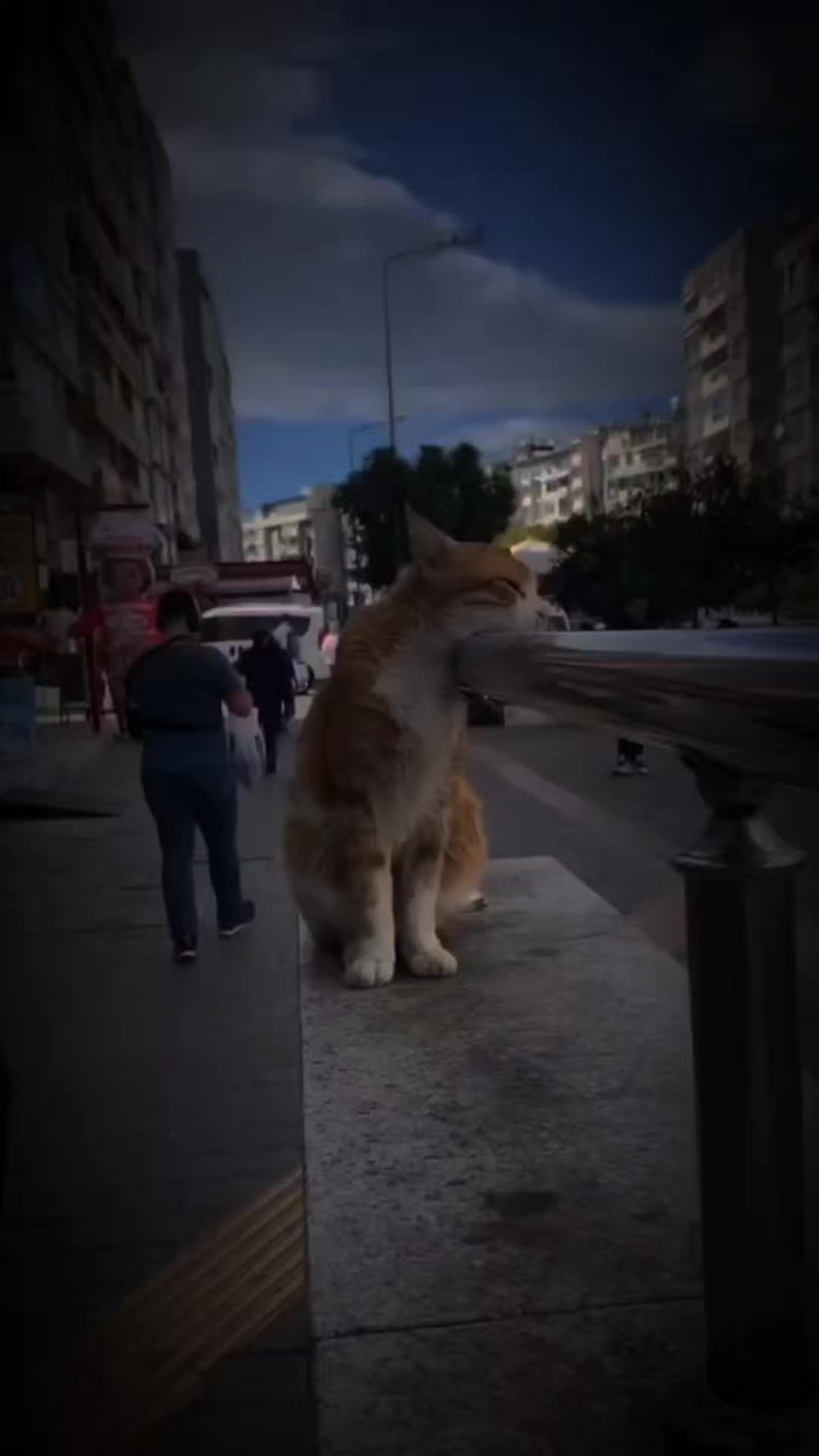 @شامان العنزي