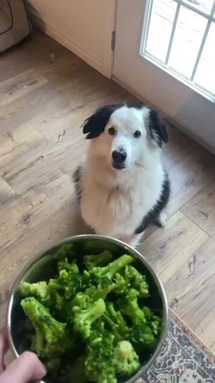 @baygiaussie