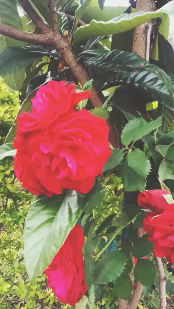@Mohammadsajidlove