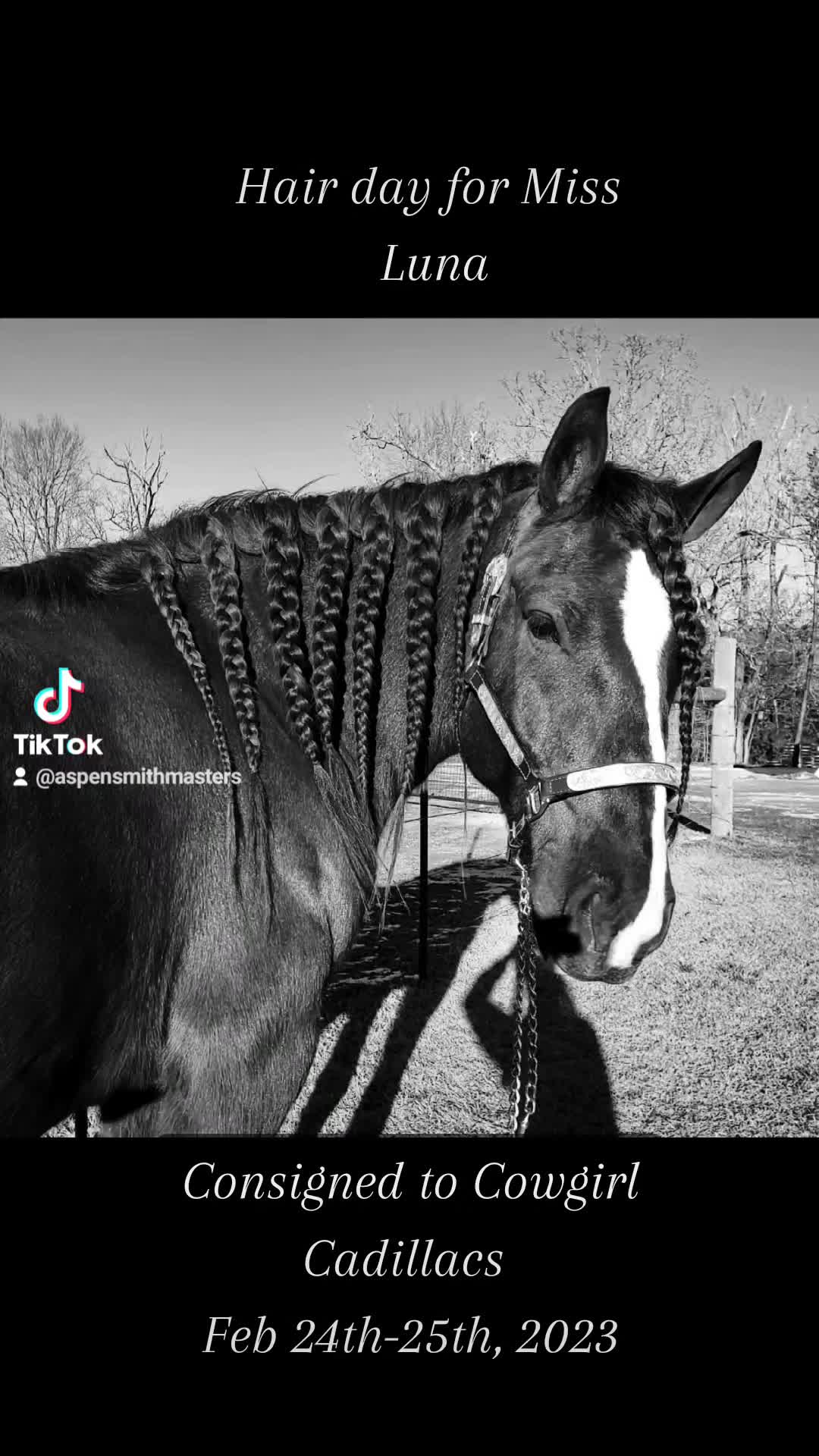 @Ozark Mountain Horses LLC