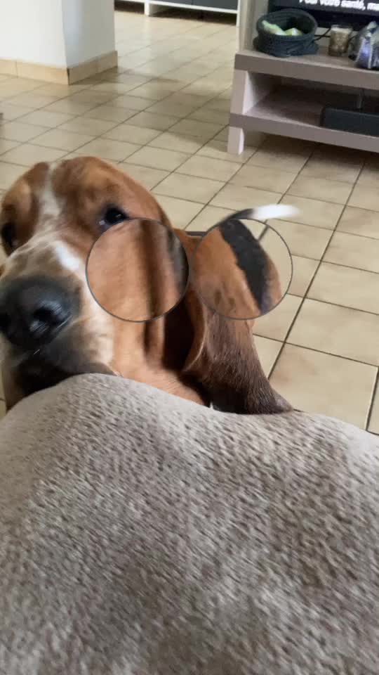 @Olaf le basset hound 🐾
