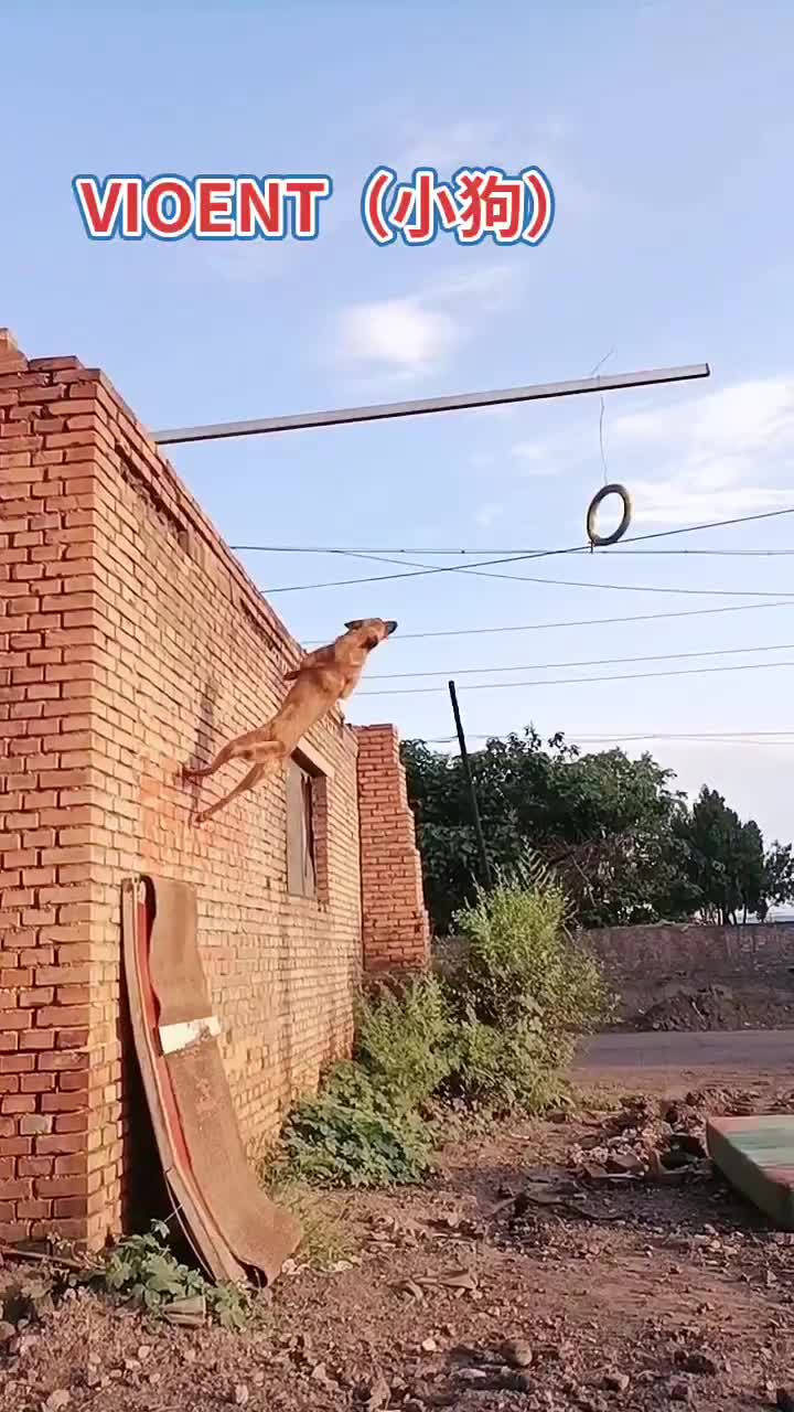 @dogtraining000