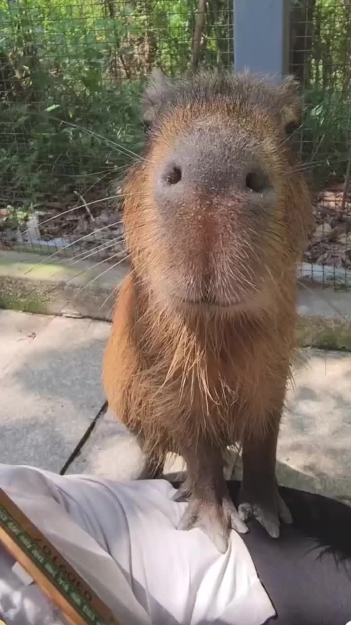 @CaPyBaRa