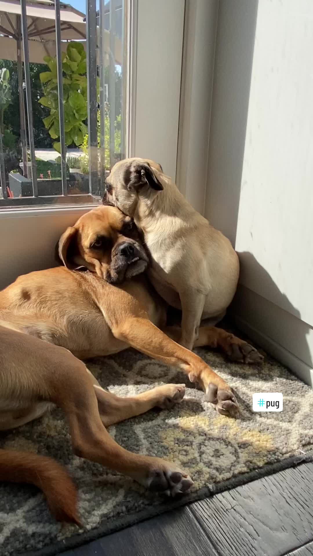 @thedoguepile
