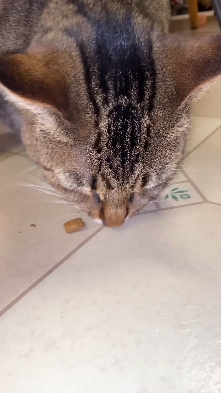 @Bug🐈⬛