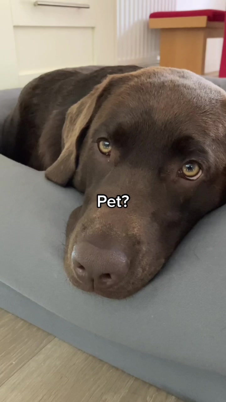 @🐾 𝑻𝒆𝒅𝒅𝒚🐾