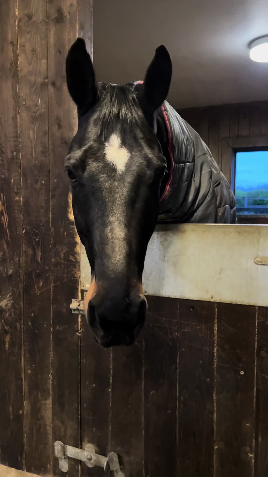 @A_G_Dressage