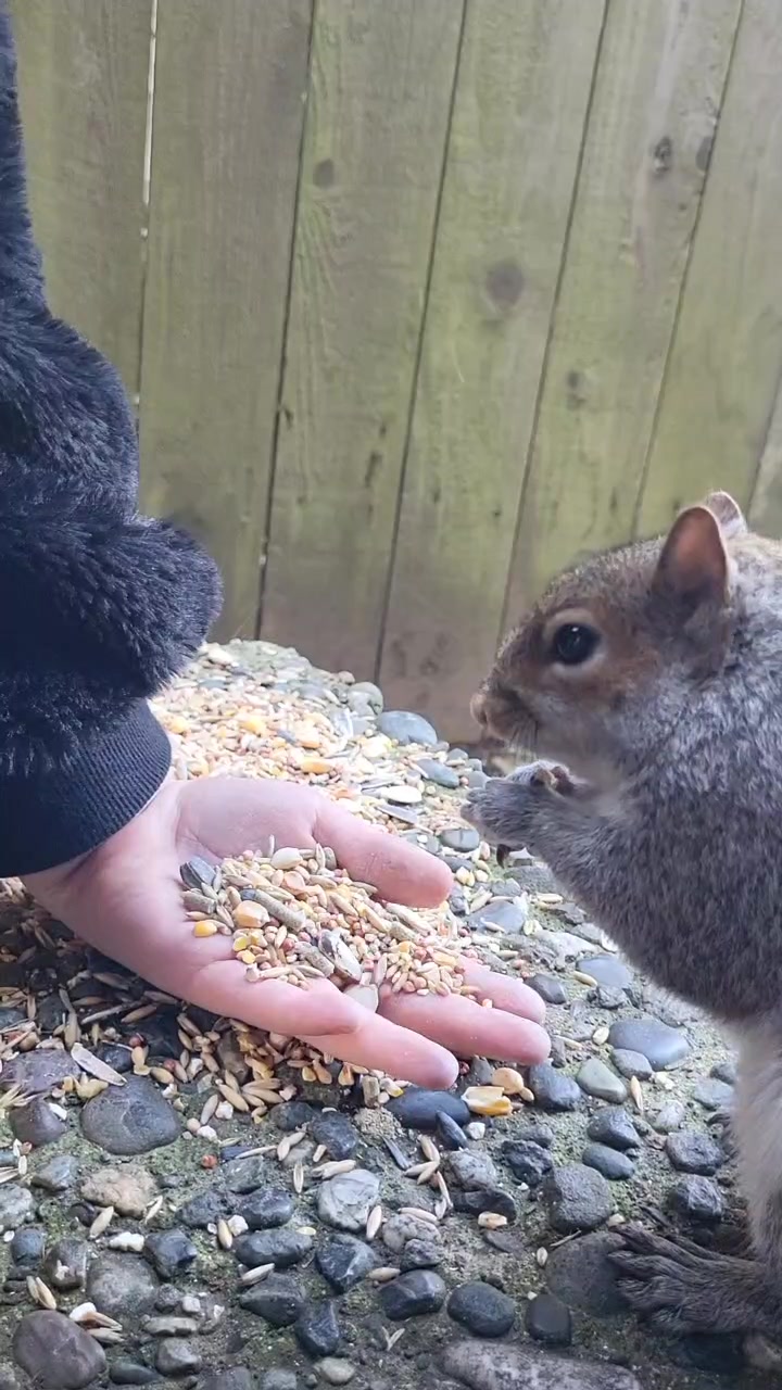 @ZippyTheRescueSquirrel