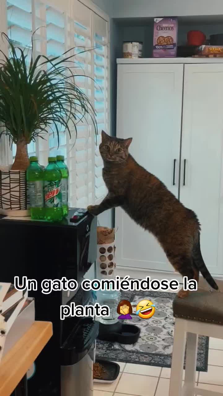 @cocolla💕