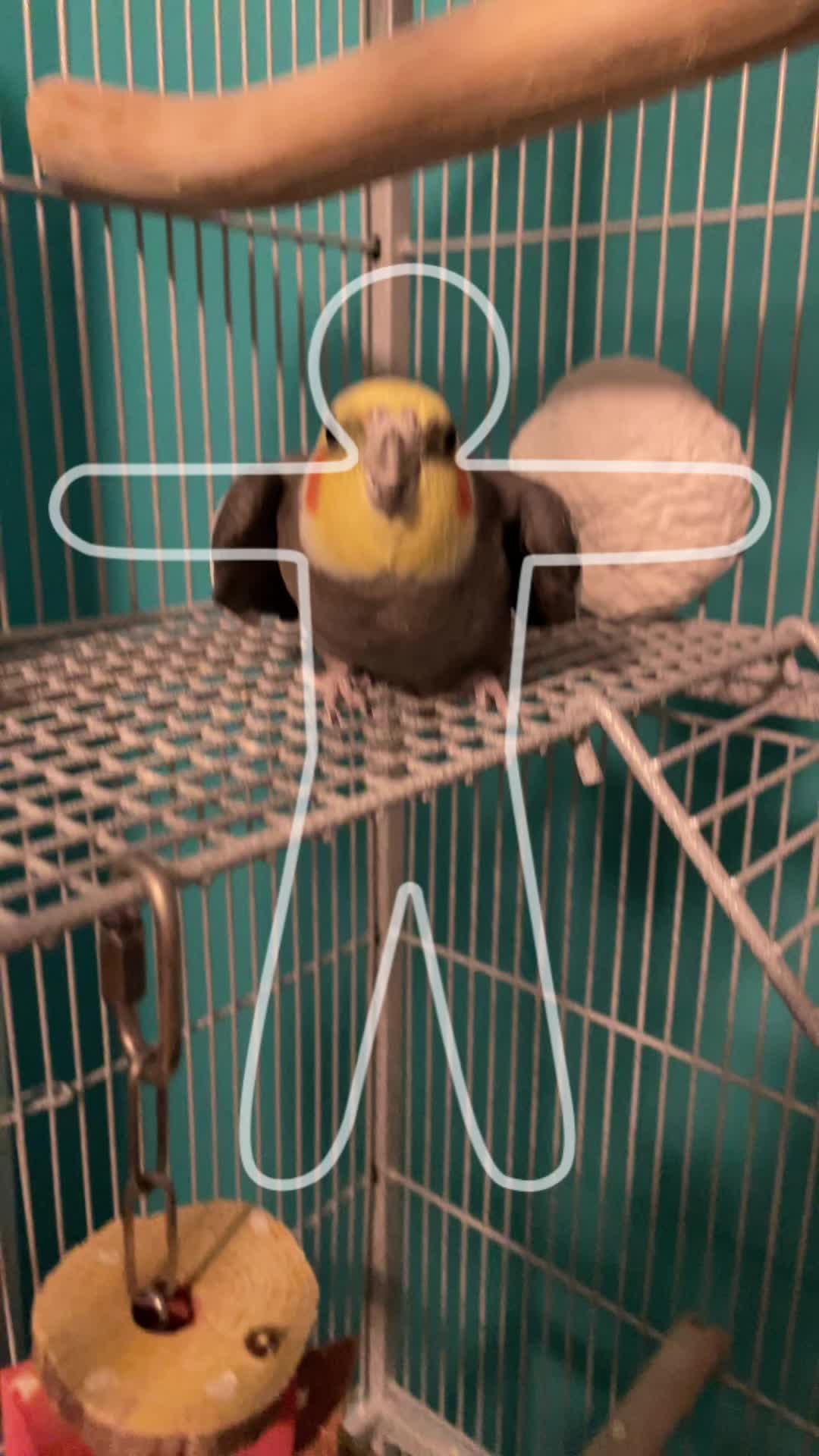 @robin