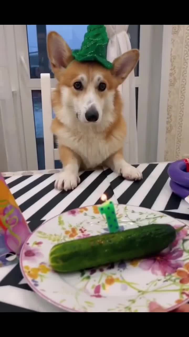 @corgilovecorgi