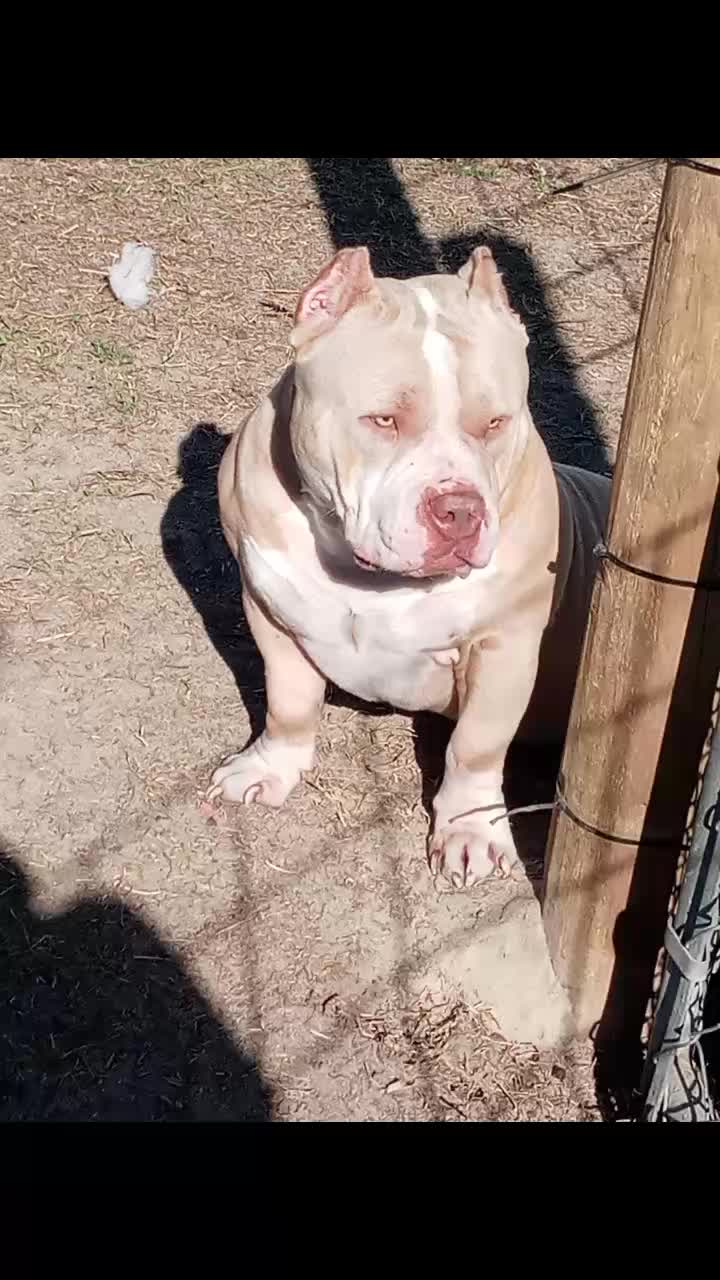 @Flextimebullyz