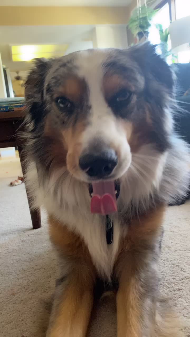 BellboBagginses (@bellbobagginsis) - Urlebird