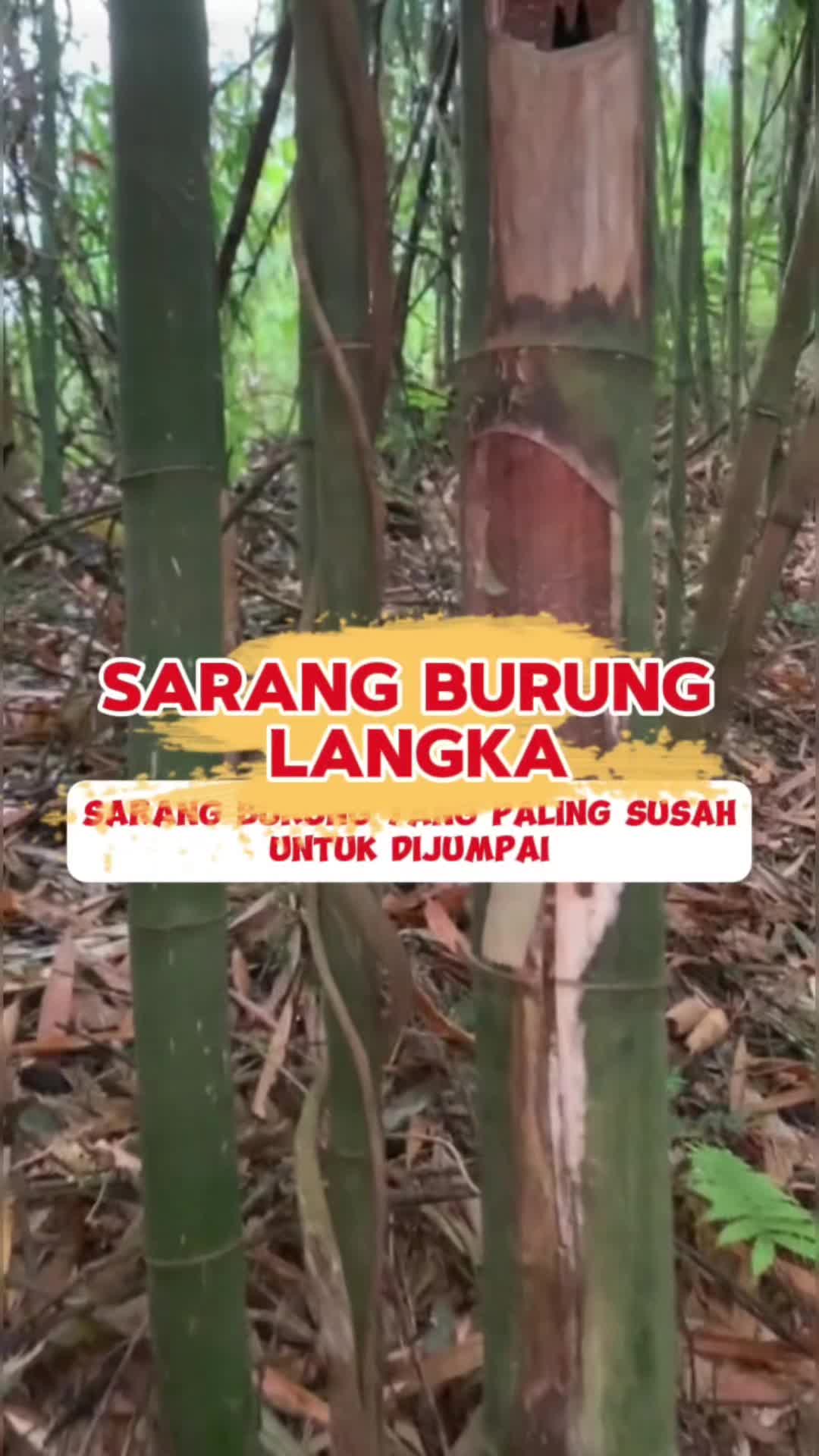 @fbkicaumania