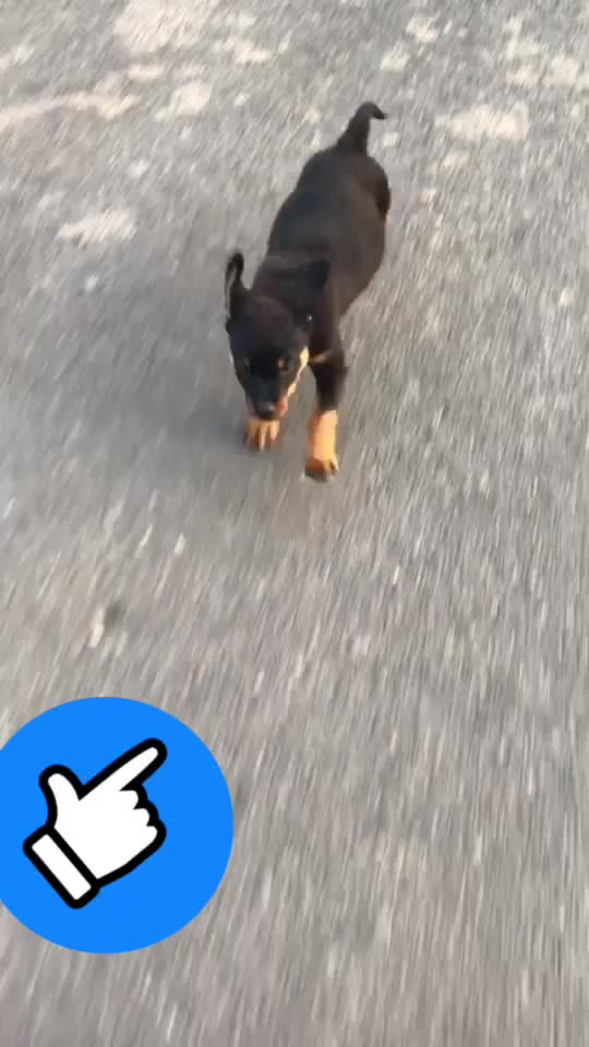 @champion dog cannel