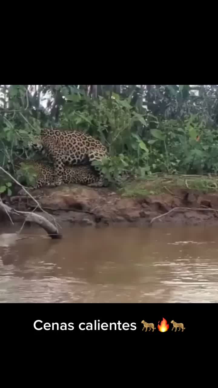 @Pantanal Sul-Matogrossense