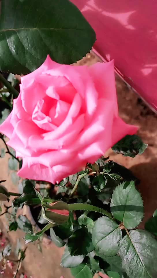 @ãdwïñ_Lucky