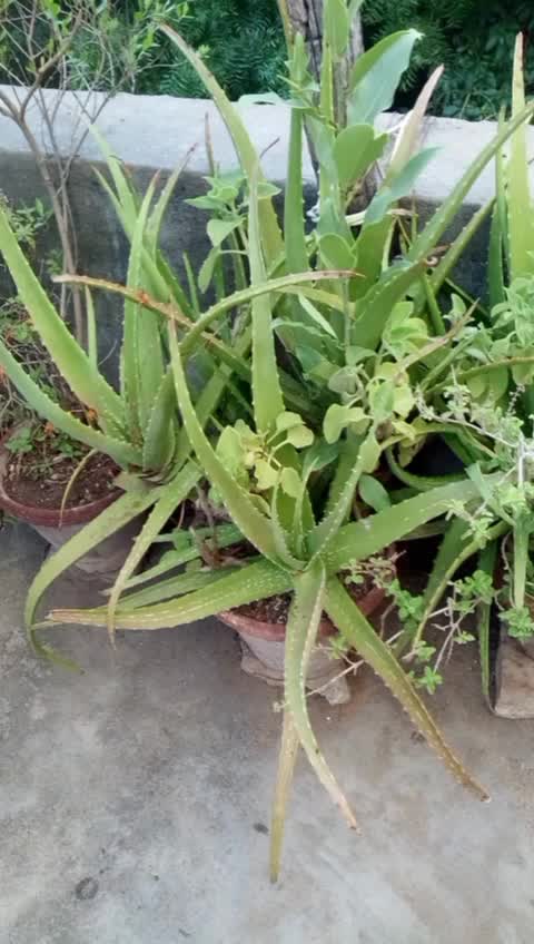 @s Muthu