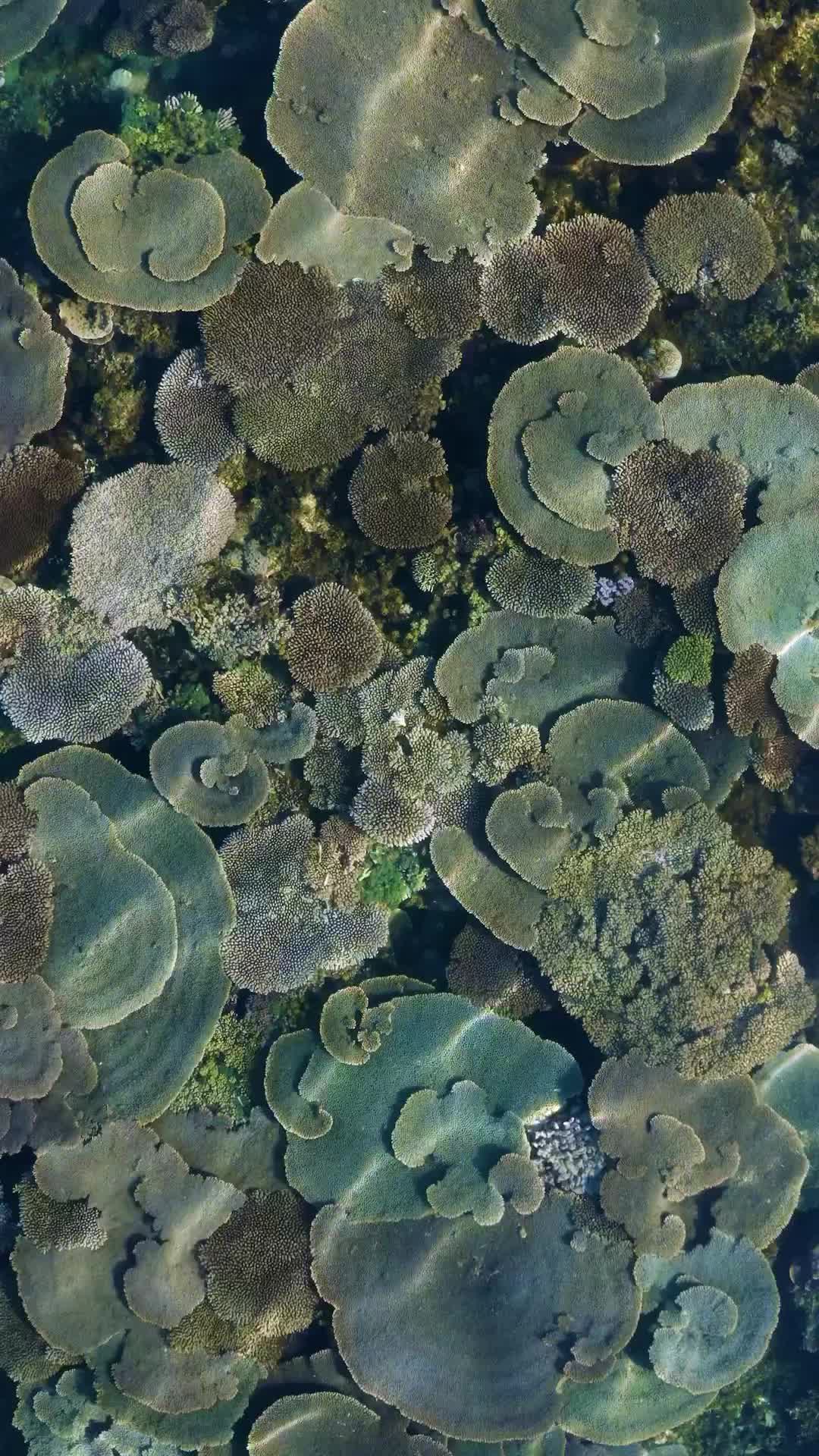 @Nature+Lofi