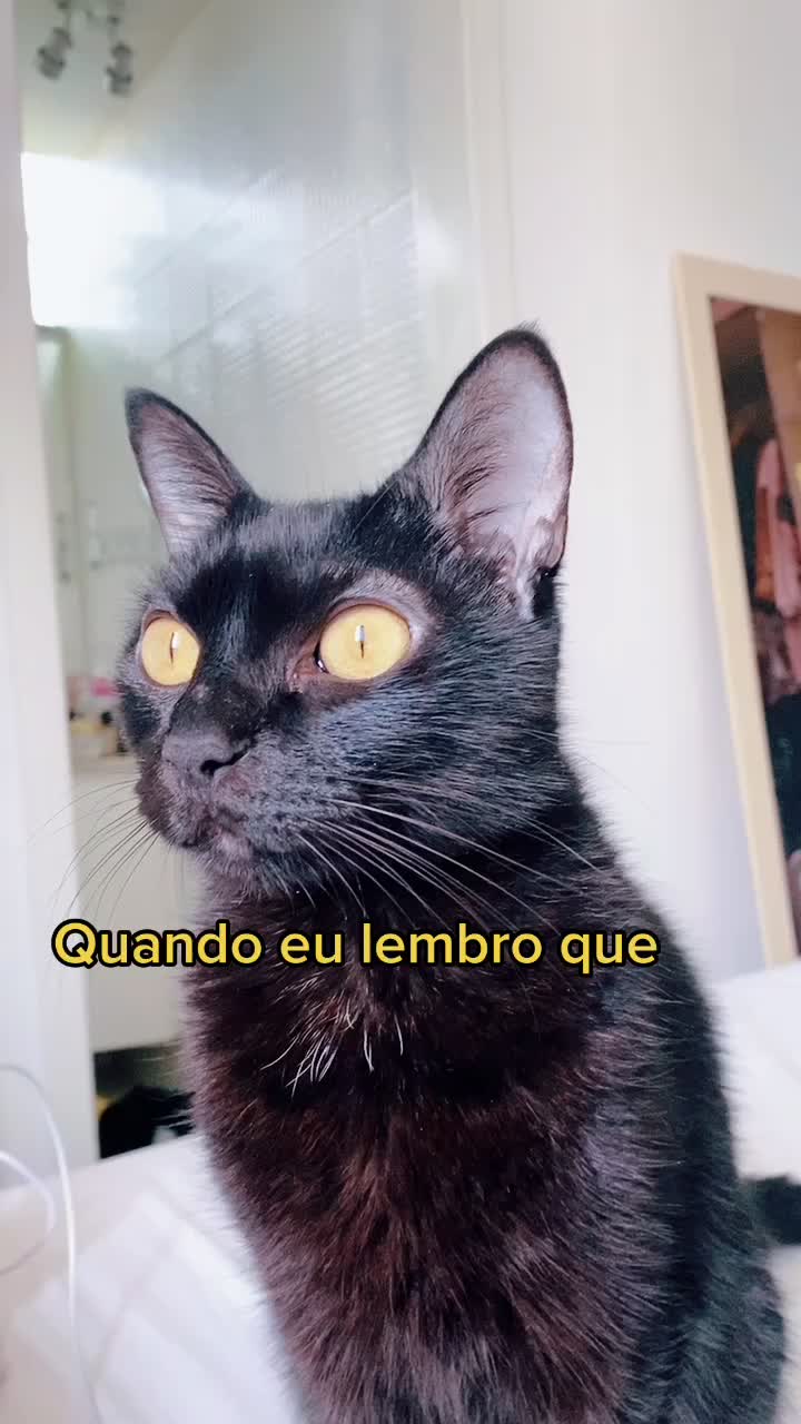 @Lorenzo the cat