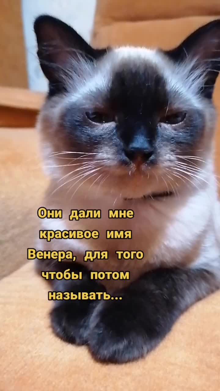 @Мурка