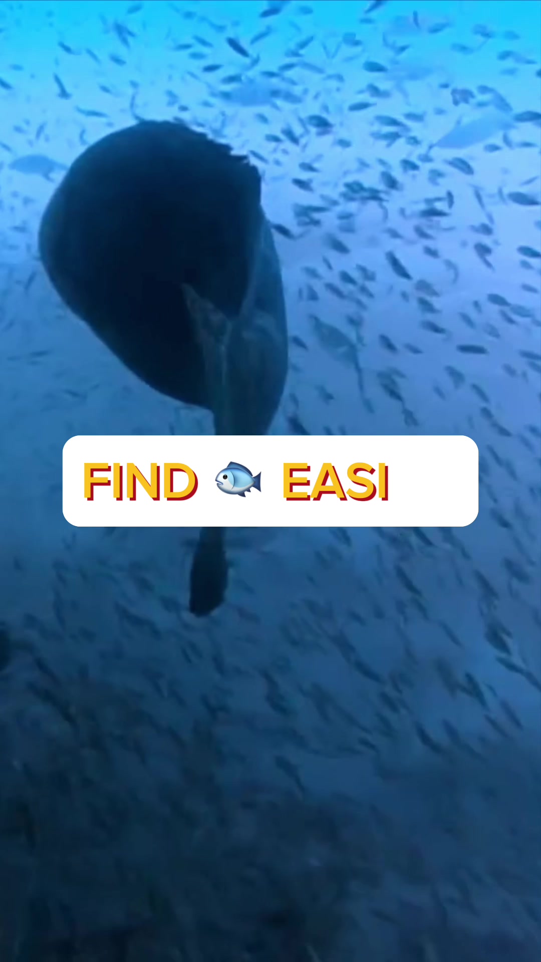 @BST Fishing
