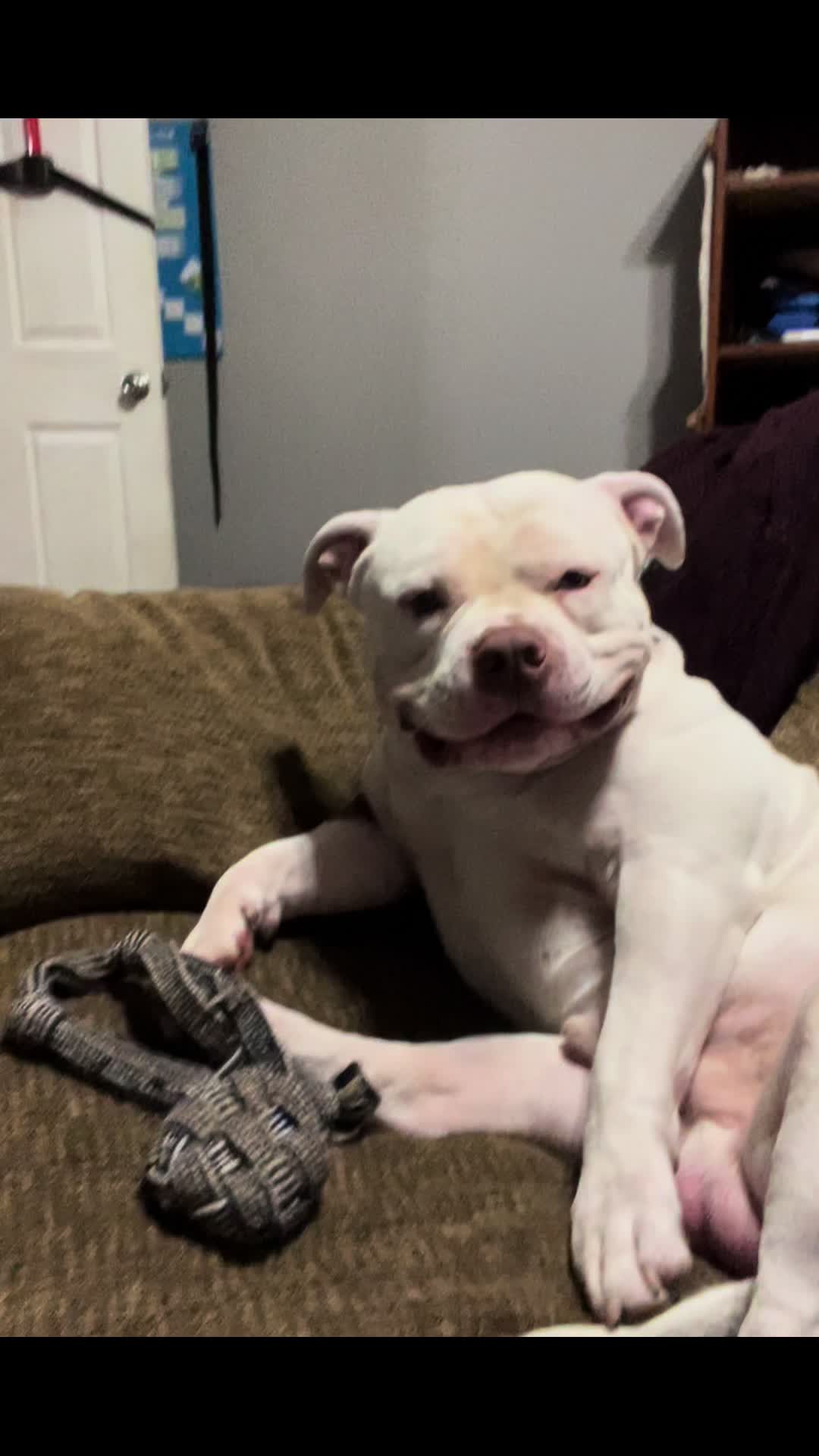 @Rex 🐶 Mika