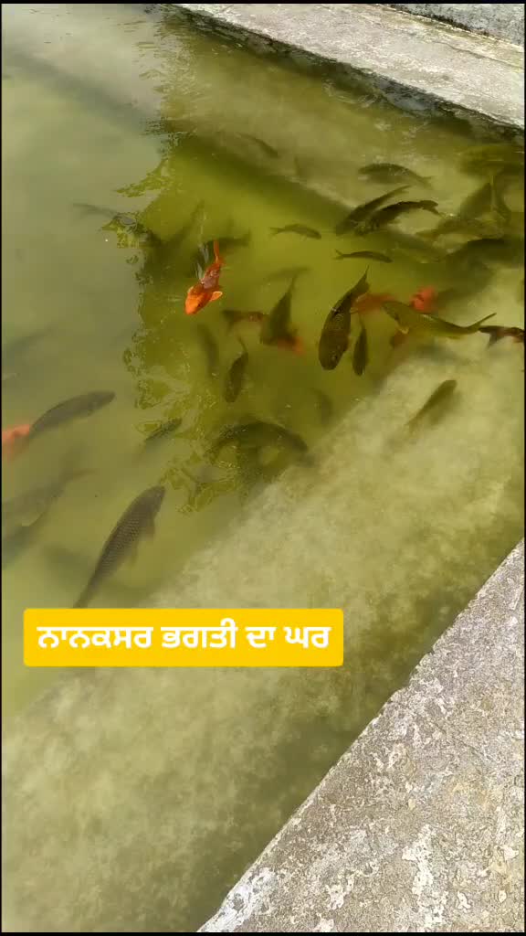 @Lucky Sahota755