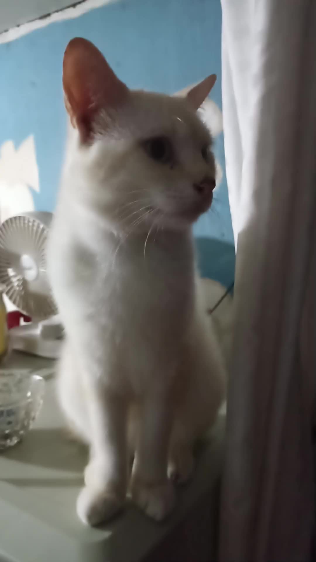 @ekoydapetlover