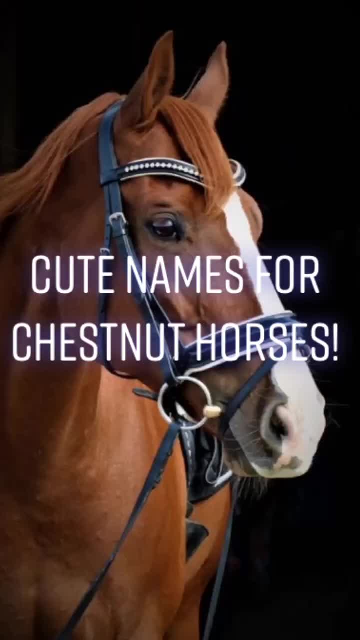 @Horse Editz!