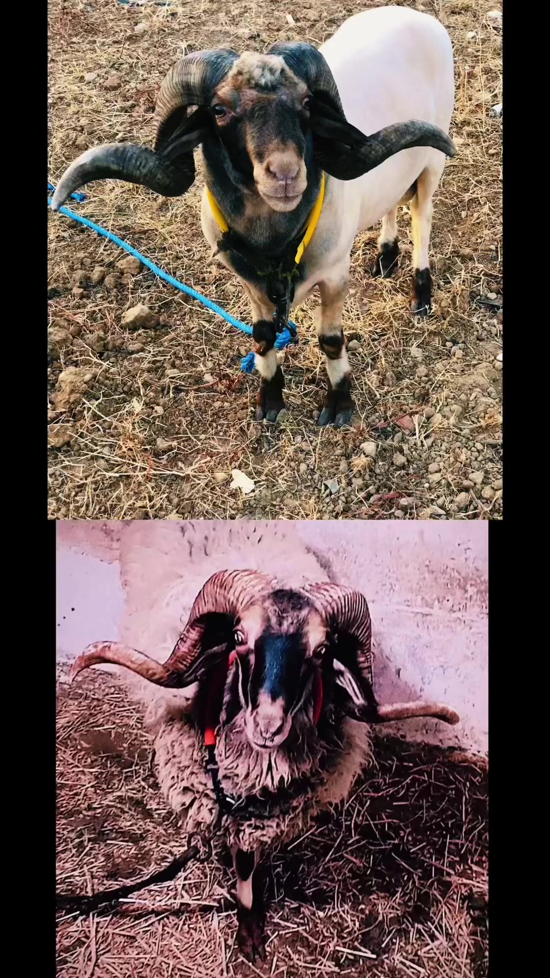@سيف غرام زمان 🇹🇳