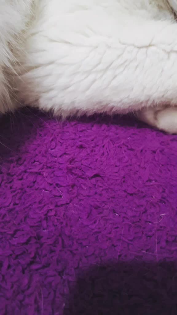 @&hearts;️Priss_Miau_lalocadelosgatos
