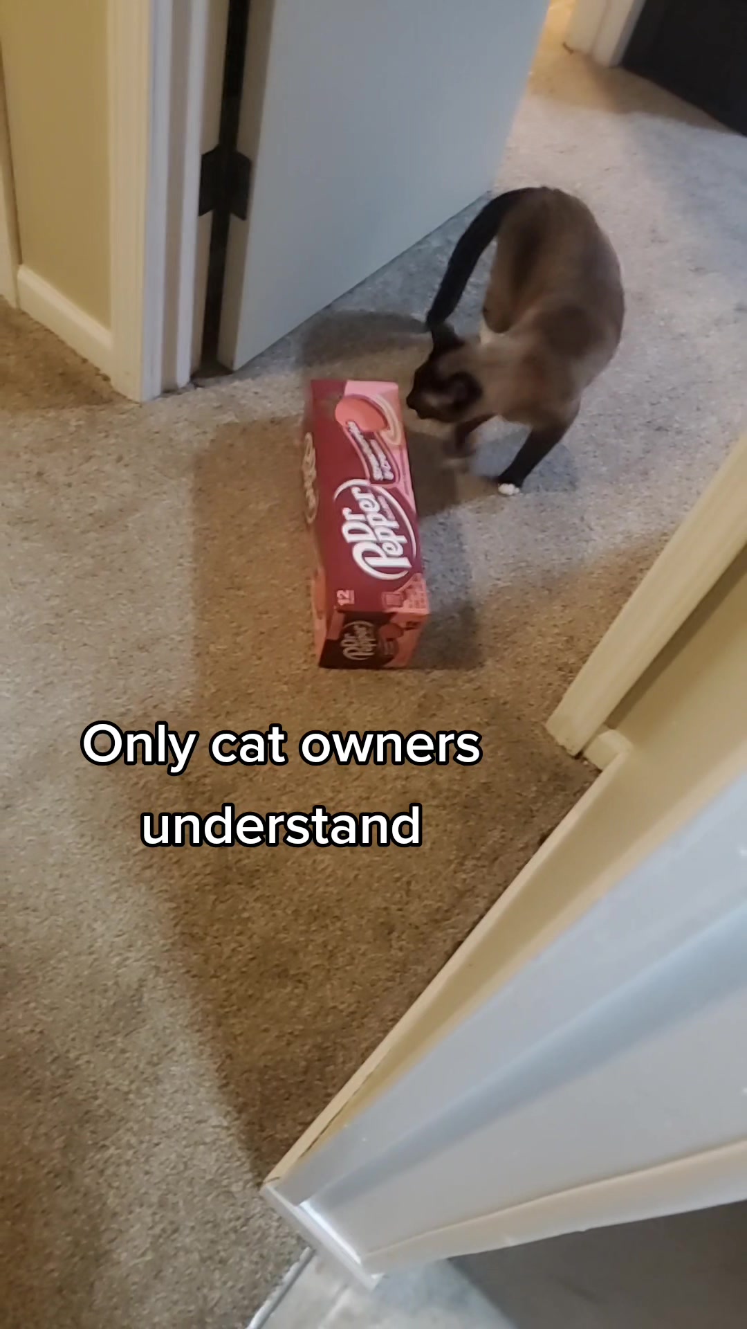 @Vader, Rocko, & Kona