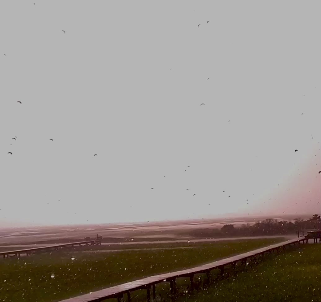 @🌪️Plum Wild Weather ⛈️