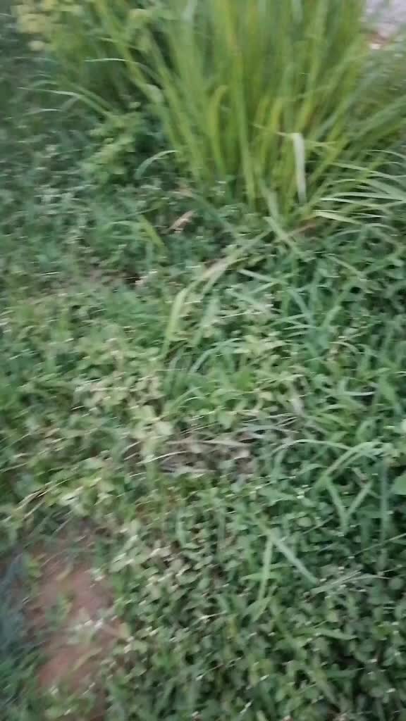 @@Kulthapa1436ЁЯМ╖ЁЯЩП