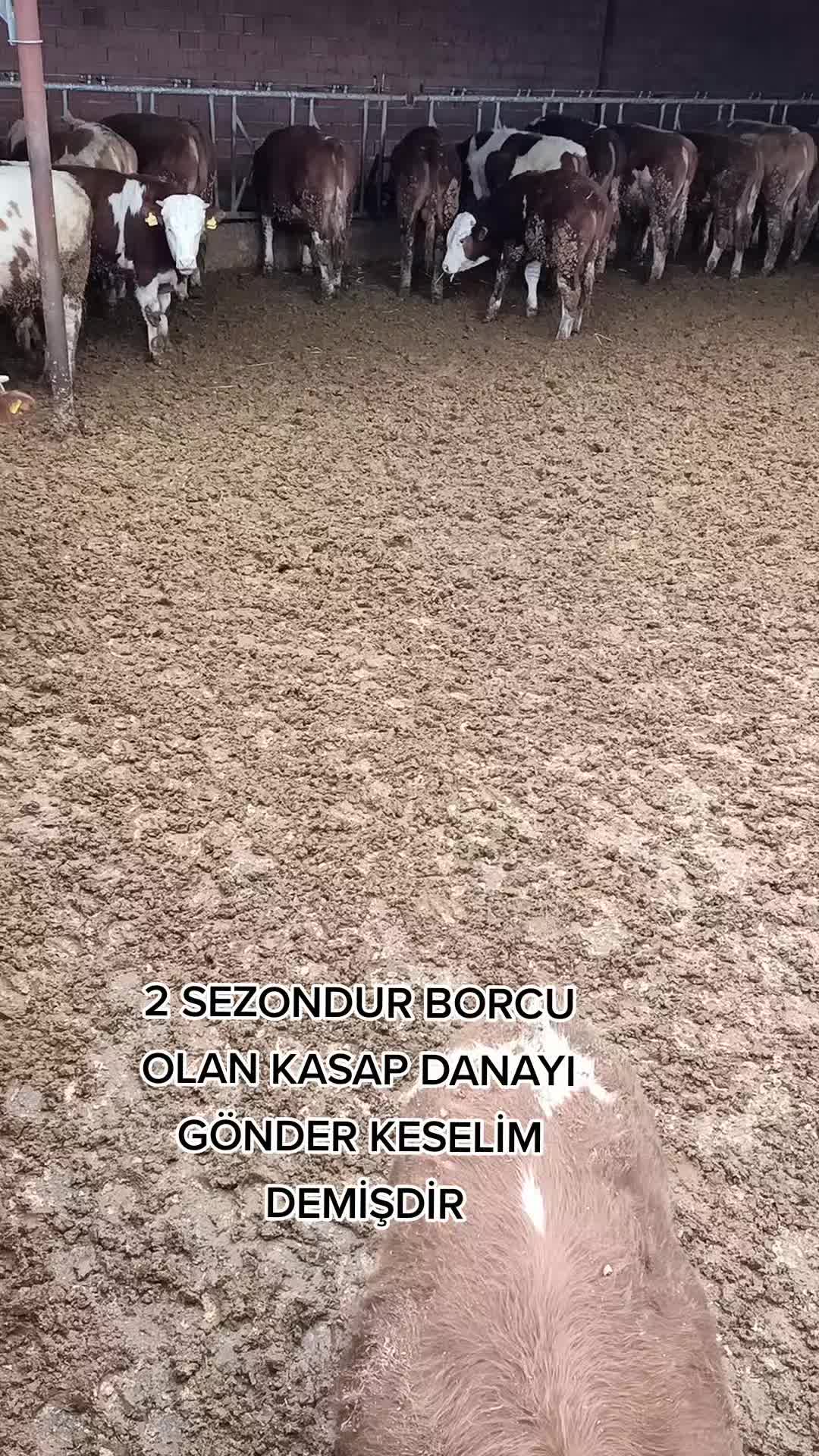 @BOZKURTLAR_TARIM.03