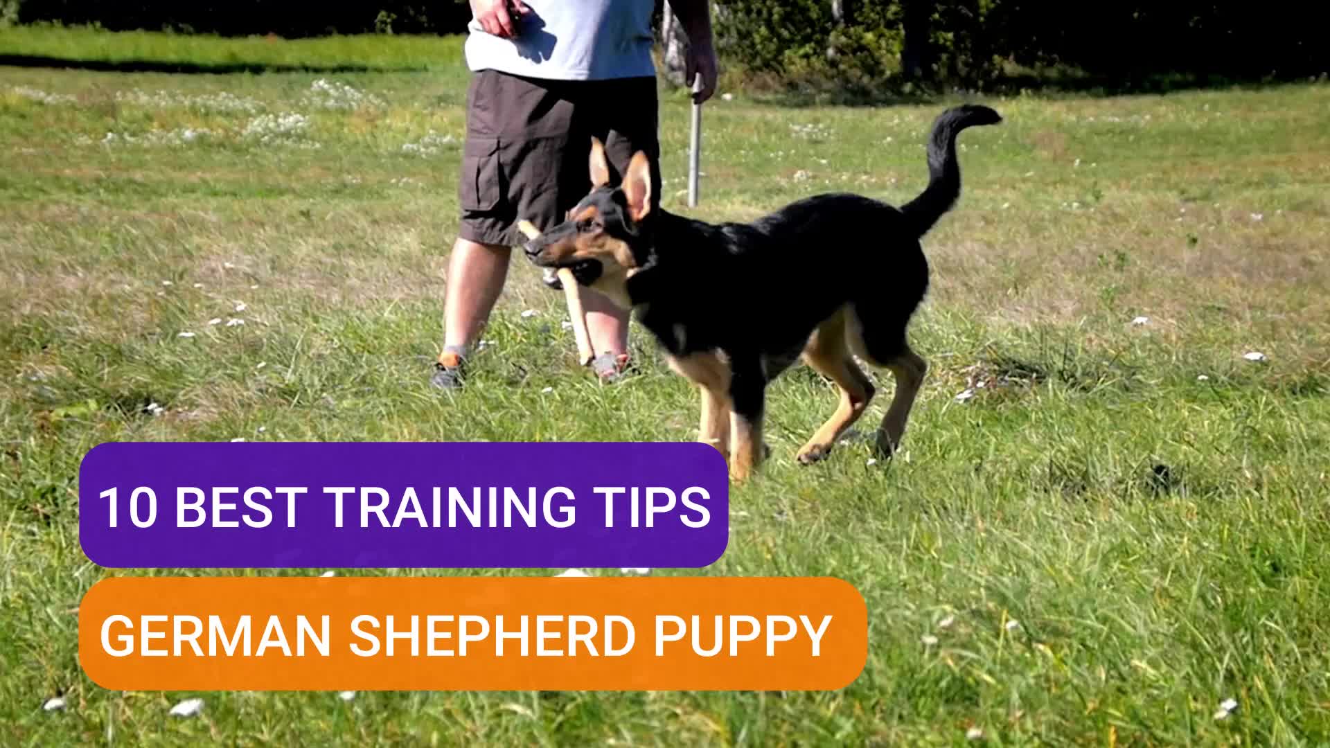 @Anna Isakova - Dog Behaviorist