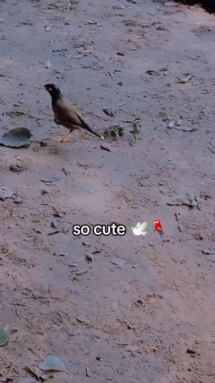 @salma pariyar2