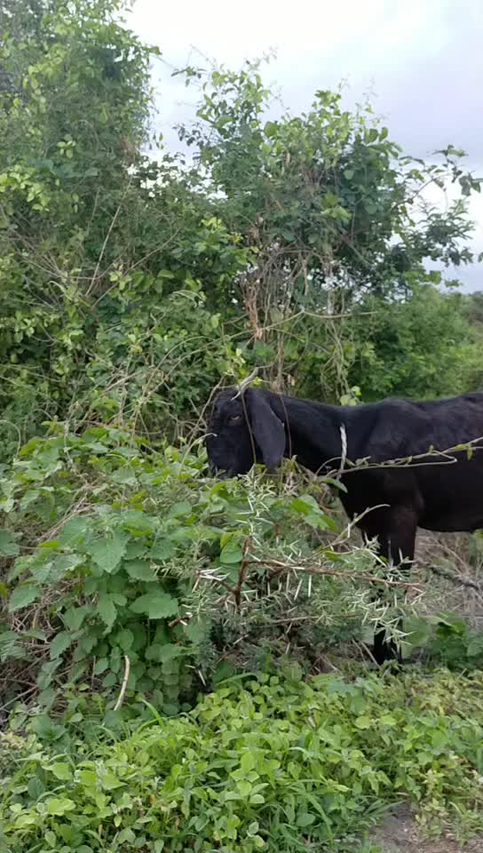 @Sanket Bhanuse Patil