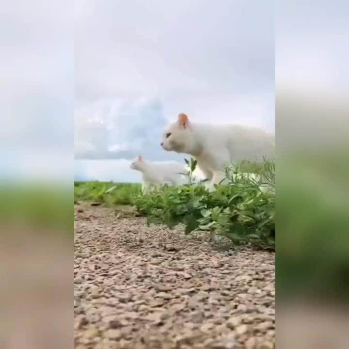 @leonupetpet