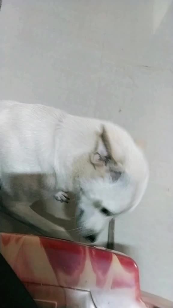 @chinu๐๐๐๐