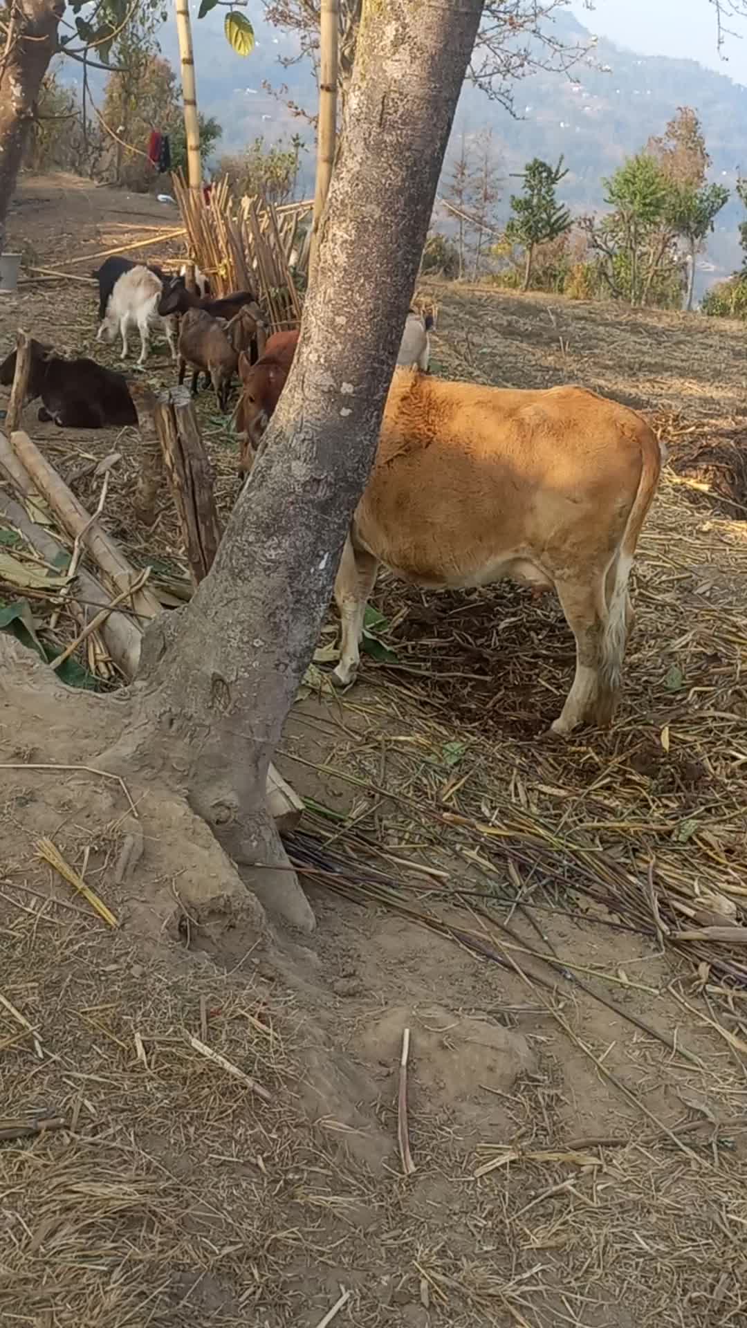 @Laxmi Parajuli
